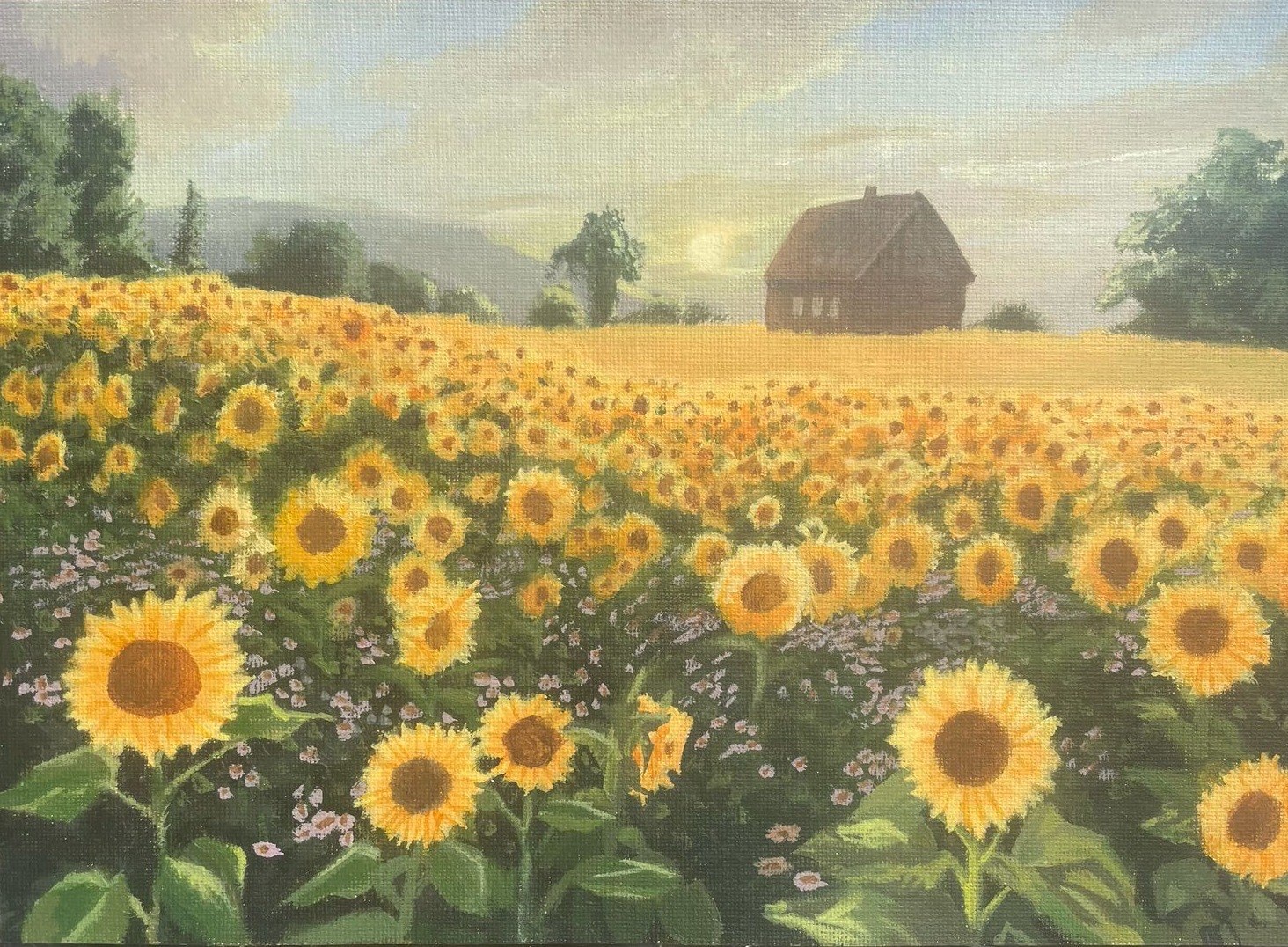 The Sunflower Field